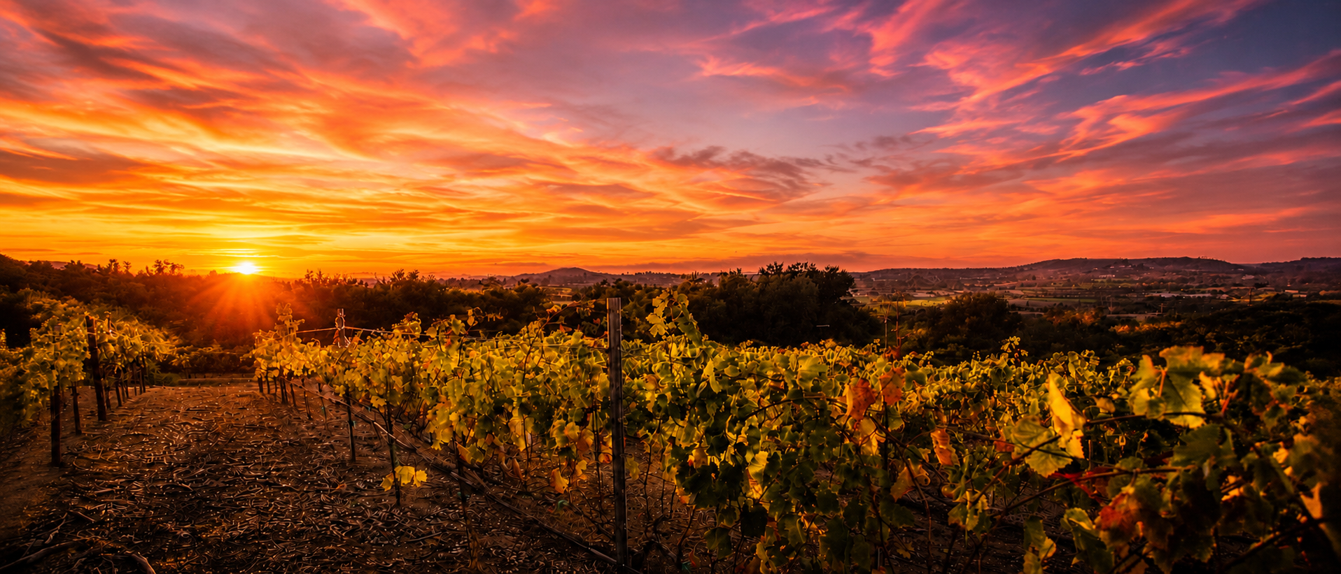 Fiery sunset over the vineyard at Hill Top Winery in Valley Center, California
