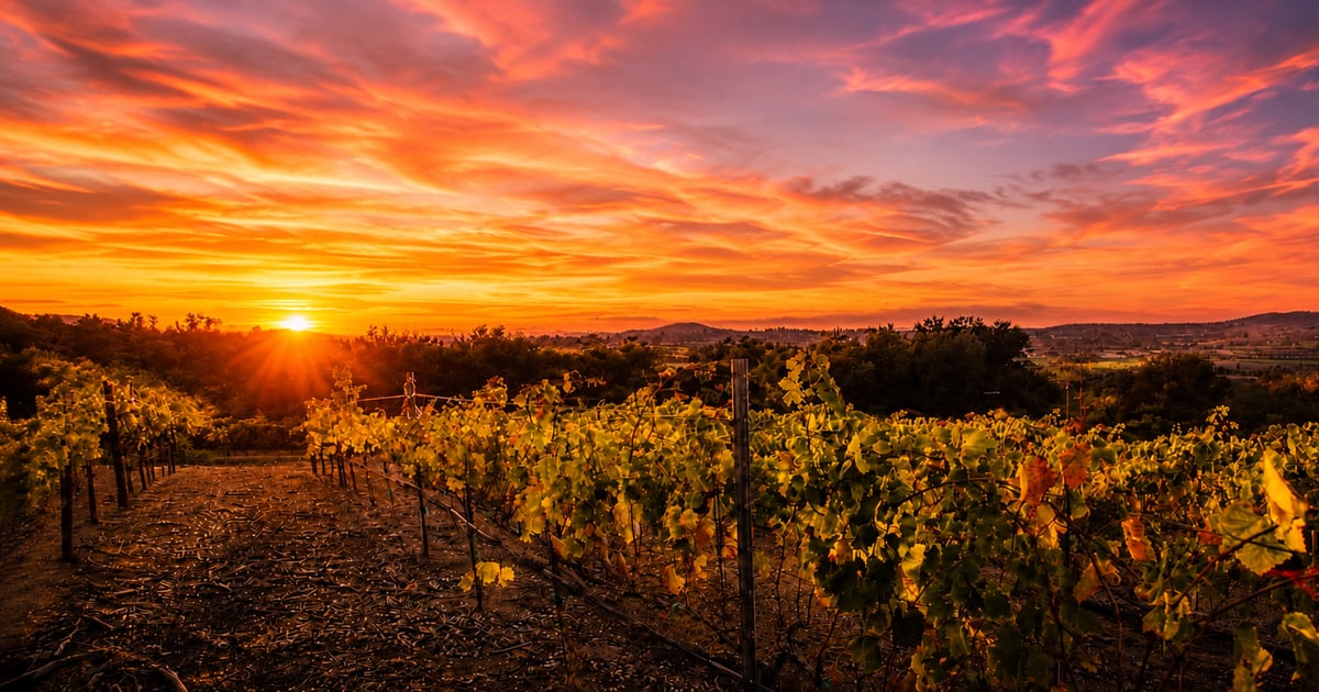 Discover Intimate Wedding Venues in San Diego County: A Vineyard Experience