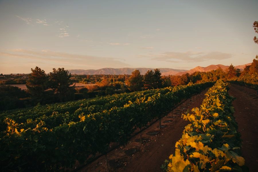 Vineyard rows