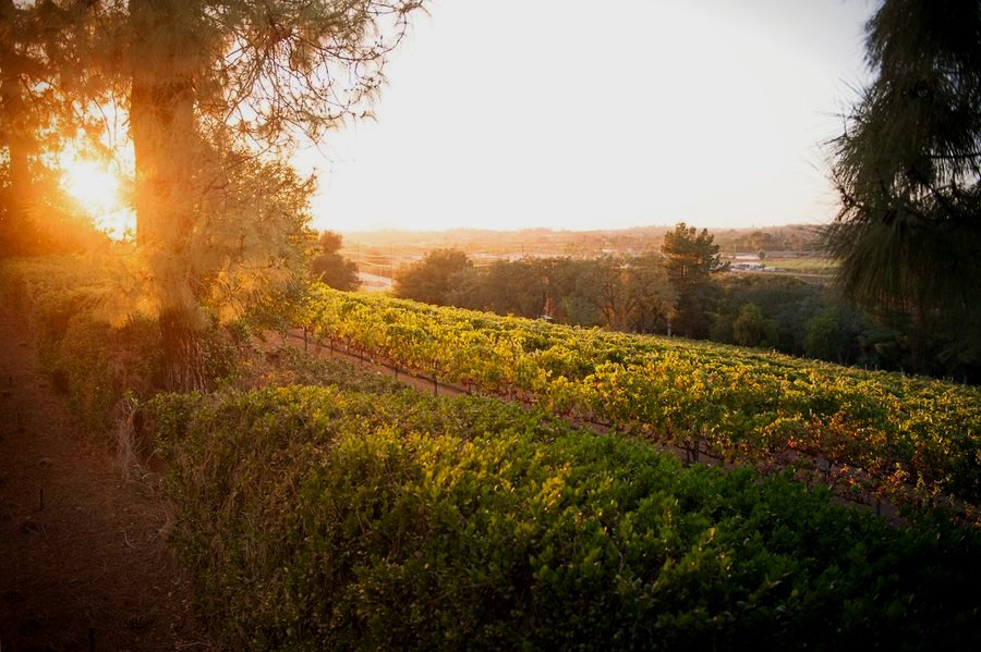 Vineyard rows at golden hour