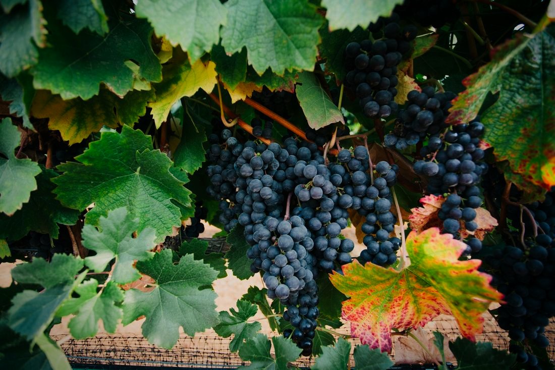 Grapes on the vine